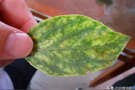 蔬菜栽培是个技术活，没有专业“金刚钻”，就不要揽“瓷器活”图片