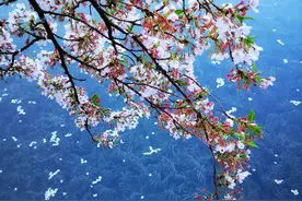 郁可唯的《水中花》仙气十足图片