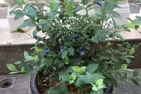 家庭种蓝莓，简单2招，果子又大又多又美味，在家实现蓝莓自由图片