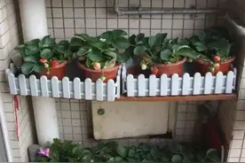 阳台上种草莓，做好这5点，今年实现草莓自由图片