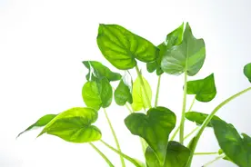 这几种常见绿植漂亮却有毒，家有孩子或宠物，最好别养图片