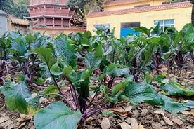 “红菜薹”是啥菜，为啥湖北人冬天离不开它？吃一次，真的上瘾图片