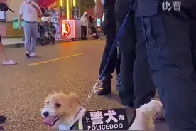 萌翻路人的小码警犬图片