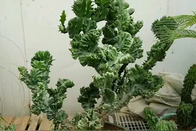 4种“丑陋花”，客厅一放，威武霸气“镇家宅”，养它人沾光图片