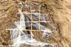 母亲晒孩子沙滩做竹签陷阱引争议，真只是恶作剧？图片