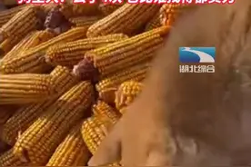 人宠一心，狗狗叼着的骨头掉进玉米堆里，全家人放下工作帮它寻找图片