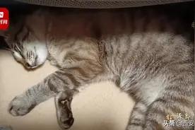 近百只猫咪因吃这品牌猫粮死亡？去年双11卖出1200万元...企业回应图片