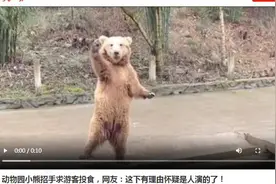 怀疑眼睛！贵州贵阳动物园小熊自己站起来招手求游客投食 网友：这下有理由怀疑是人演的了图片