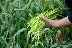 3元1斤，大量上市！5月抓紧吃，增强免疫力，凉拌炒菜都开胃解腻图片