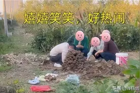 广东：丈夫和三名女子在田里烤地瓜，妻子现场抓包，场面太搞笑图片