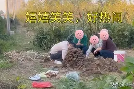 广东：丈夫和三名女子在田里烤地瓜，妻子现场抓包，场面太搞笑图片