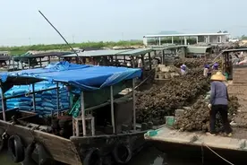 “中国蚝乡”就在广东这里，吃一顿令人回味无穷的肥美全蚝宴图片