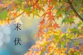 末伏是养肝的“黄金期”，建议大家多吃3样菜，全是肝脏的最爱图片