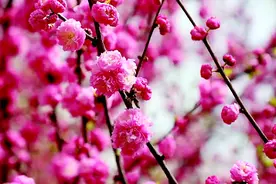 山西“花经济”春光无限，玉泉山、紫荆山、桃花山、北武当山、中条山，春意盎然、山花烂漫图片