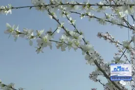 山桃花开报春来图片