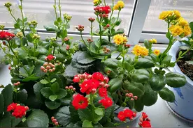 七种花，现在扦插，温度“适宜”不易黑腐，成活率至少高1倍图片