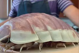 “大王具足虫”究竟是什么？长得像外星生物，攻击强悍敢单挑鲨鱼图片