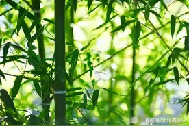 俗话说：坟边长竹须迁坟，坟前两物成富人，两物指的是什么图片