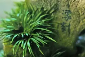 史上最“文气”的7种绿植，你养过几种？图片