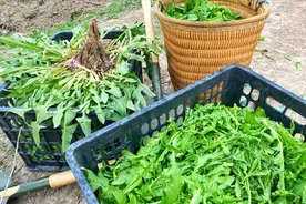 荠菜新鲜上市，教您保存的好方法，一次囤10斤，放半年也不坏图片