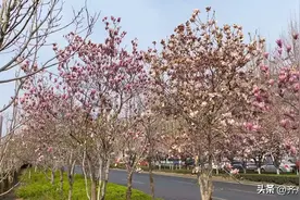 我们的城市是公园 花园里花开真鲜艳图片