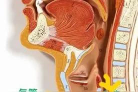 每日一学：食管解剖，食管在前还是气管在前？图片