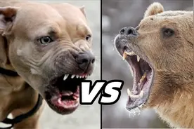比特犬vs棕熊，如果这两个王者正面硬肛，谁会笑到最后？图片