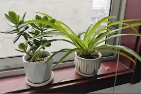如何掌握吊兰的换盆时间？六月份也可以换盆，吊兰正确的换盆方法图片