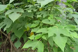 “断子绝孙树”还是“发财树”？重新认识下让人又爱又恨的构树图片