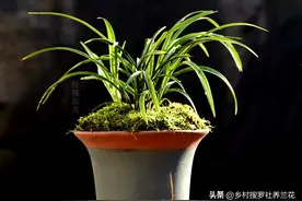 不能用泥土种植兰花，不知道这些细节，怪不得叶黄根瘦难开花图片