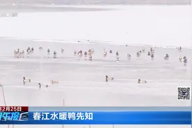 【视频】春江水暖鸭先知图片