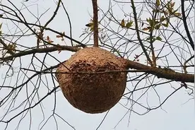 农村山上常见的马蜂窝，平常人家遇到就躲避，可它却是一味好中药图片