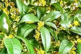 花百科——桂花图片