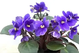 这几种花四季常开，好养好繁殖又好看图片