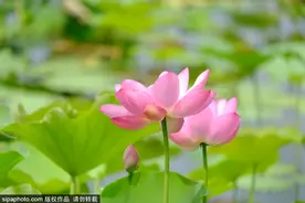 夏至去哪玩？京城这些纳凉避暑赏荷花的公园等你来！图片