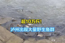 超10万斤！长江泸州段出现大量野生鱼群，未来是否会出现鱼满为患图片