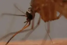 漫话夏天蚊子图片