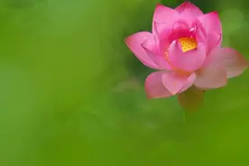 愿心如莲花，清净无染图片