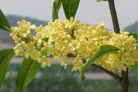盆栽桂花总是长不好？做好4点管理，注意4个禁忌，年年开花香满屋图片