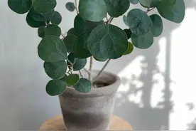 叶子和果实特好看的小盼菩提，阳台或室内都能养，看多久都不会腻图片