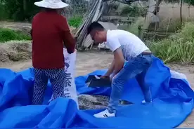 江苏一女婿卖力帮丈母娘干活，女子恍然大悟：吵架都没人帮我图片