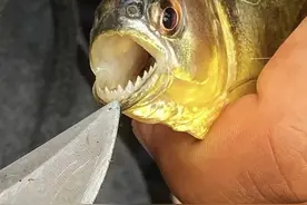 南美食人鱼咬断小孩手指，吃肉像吃豆腐，真的会把人当食物吗？图片