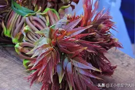 香椿保存别用盐腌，教你30年的老方法，从春天吃到冬天，又香又鲜图片