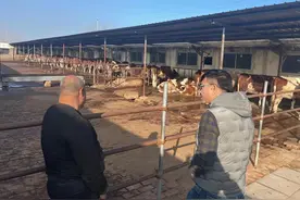 脑包虫的症状及防治图片