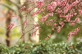 校友能否免预约入校？樱花季是否有绿色通道？武汉大学发布校友“返校攻略”图片