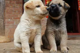 中华田园犬，一种非常适合家庭养殖的宠物，可爱、温顺、忠诚图片