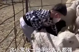 5岁男娃徒手抓羊出手“稳准狠”，一出手就是一只，比大人都强！图片