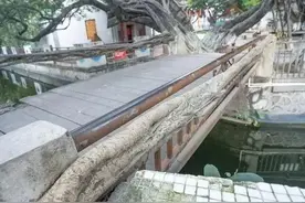 用树做的桥你见过吗，几十年到现在还在生长图片