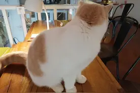 猫咪身上有常见的传染病吗？铲屎官们要注意了图片