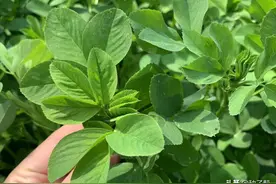 素有“牧草之王”之称的牧草—紫花苜蓿，经济价值如何？图片
